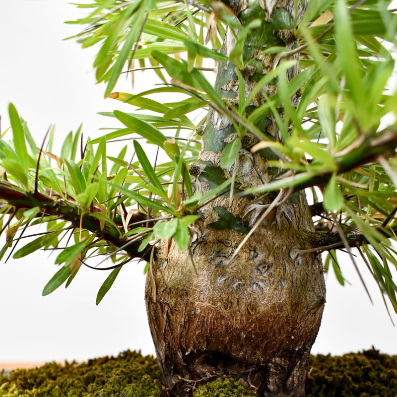 フォークイエリア プルプシー SSN鉢 検)カタフ パキプス エイル コミフォラ フォークイエリア プルプシー SSN鉢 検)カタフ パキプス エイル