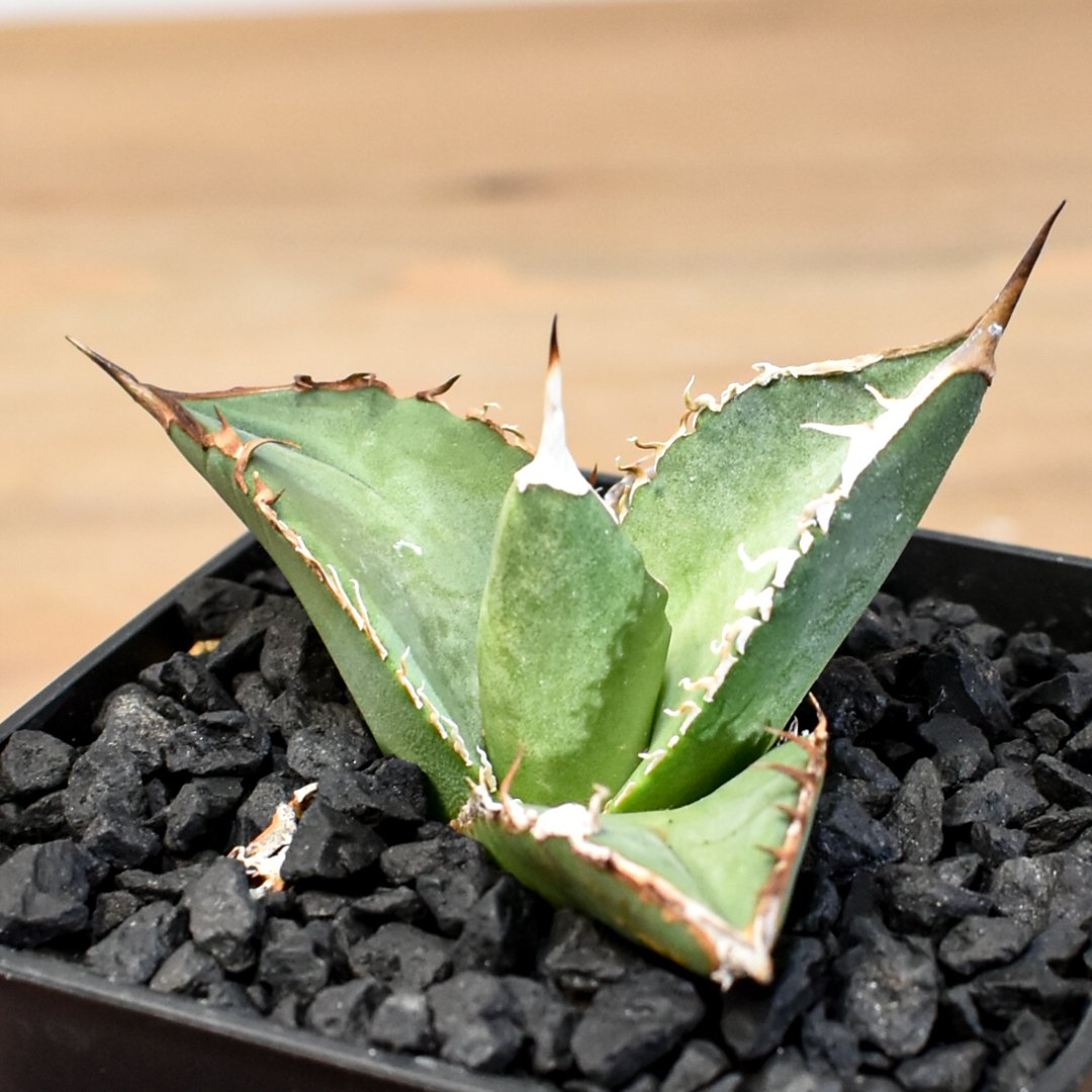 アガベ チタノタ ハイブリッド 黑帝斯(ハデス)×姬嚴龍 【台湾 dragon