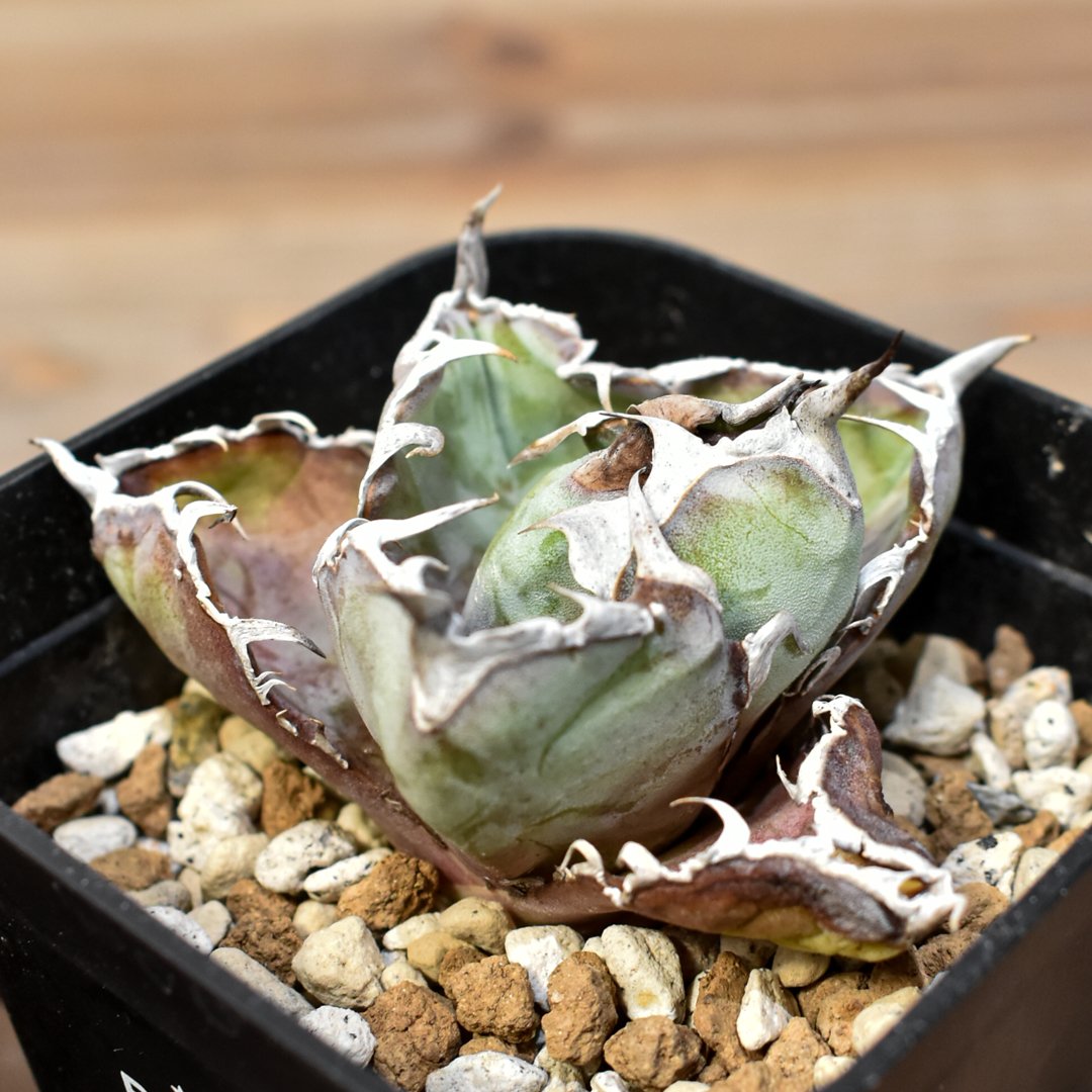 ト*シ様 F12062★オークション★超特大! イラン産 アガベ チタノタ ドラ アガベ チタノタ ブラックアンドブルー / BB 藍球 【台湾 dragon