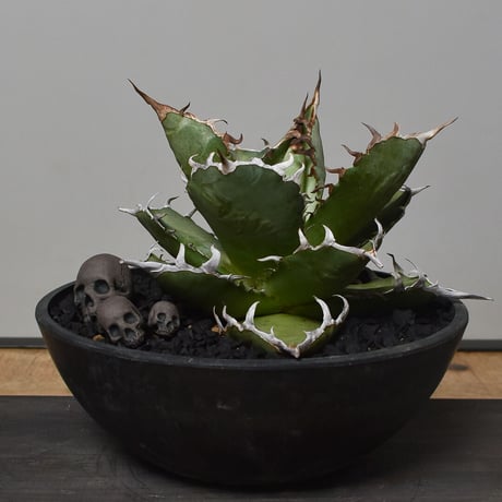 Matasuke Tatsumi（TEATOYA'S GALLERY）【Skull pebble set Black】type A
