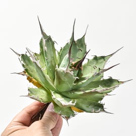 12/19(木)20:00】アガベの希少種Dennis026を販売！さらにDennis018