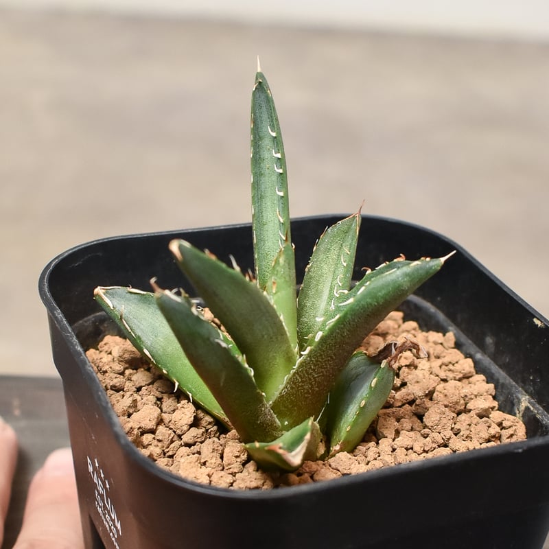 アガベ チタノタ 子株 ヨーロッパブツブツ 発根済み アガベ チタノタ