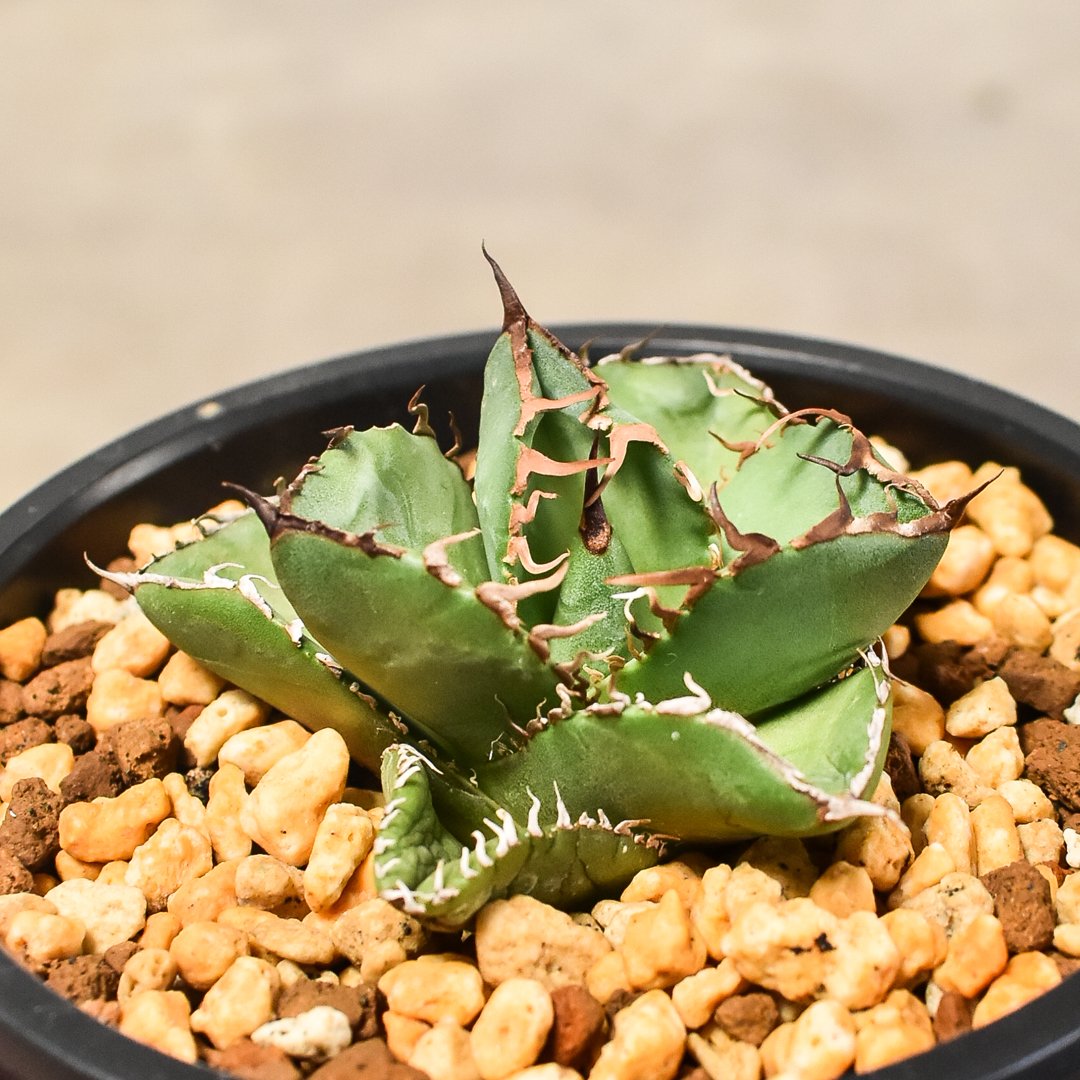 ［親株出品］アガベ　秋月 アガベ チタノタ 