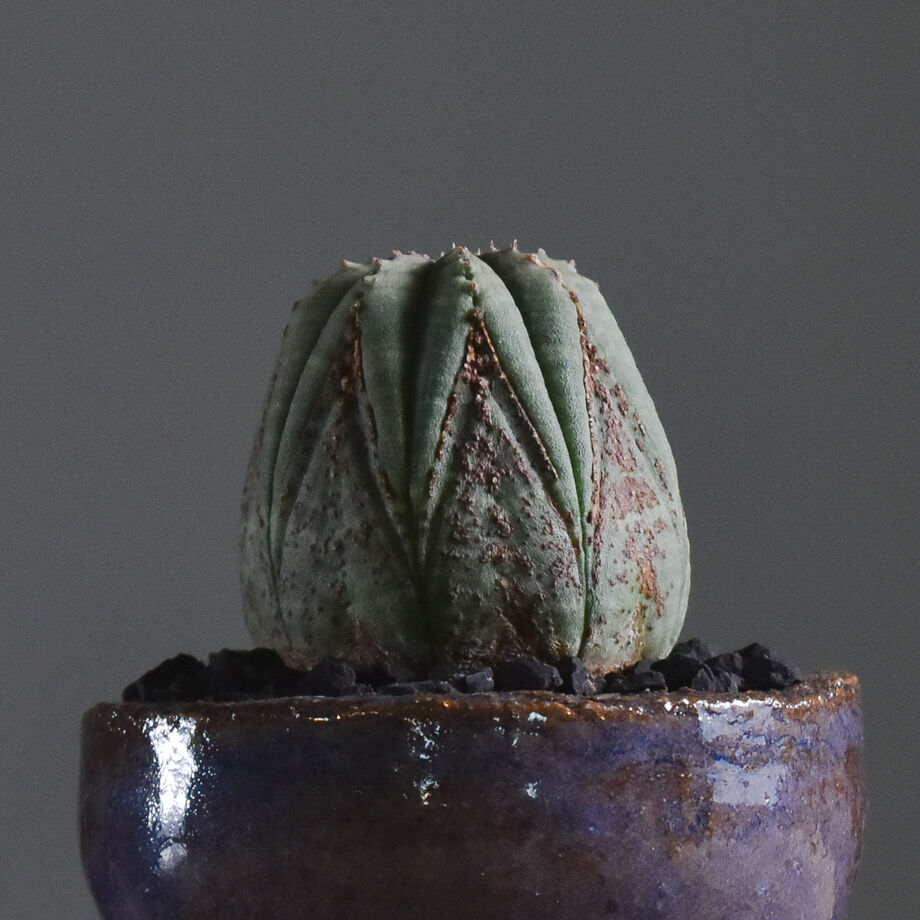 大株　オールド　オベサ　ヴィンテージ オールド 、ヴィンテージ オベサ | LIGHTHOUSE.PLANTS - 海外