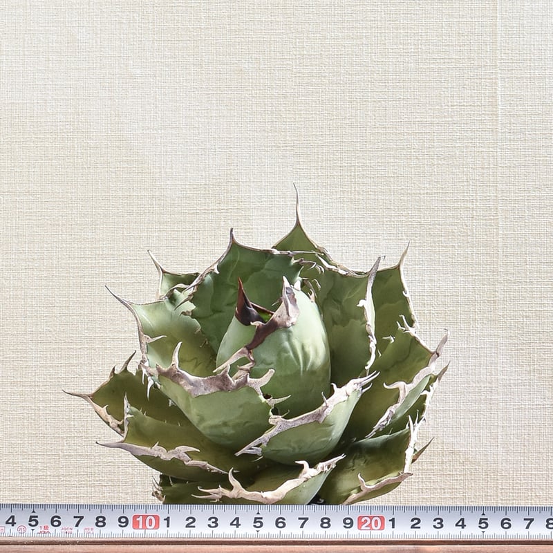 アガベ チタノタ 