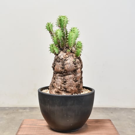 CATEGORY ムランジーナ | RAFLUM / ラフラム｜東京、大阪の塊根植物