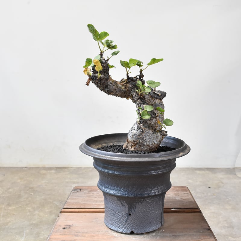 RAFLUMコレクション】コミフォラ グイドッティ 【現地球/発根済】A