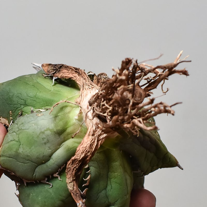 アガベ チタノタ FO-76 