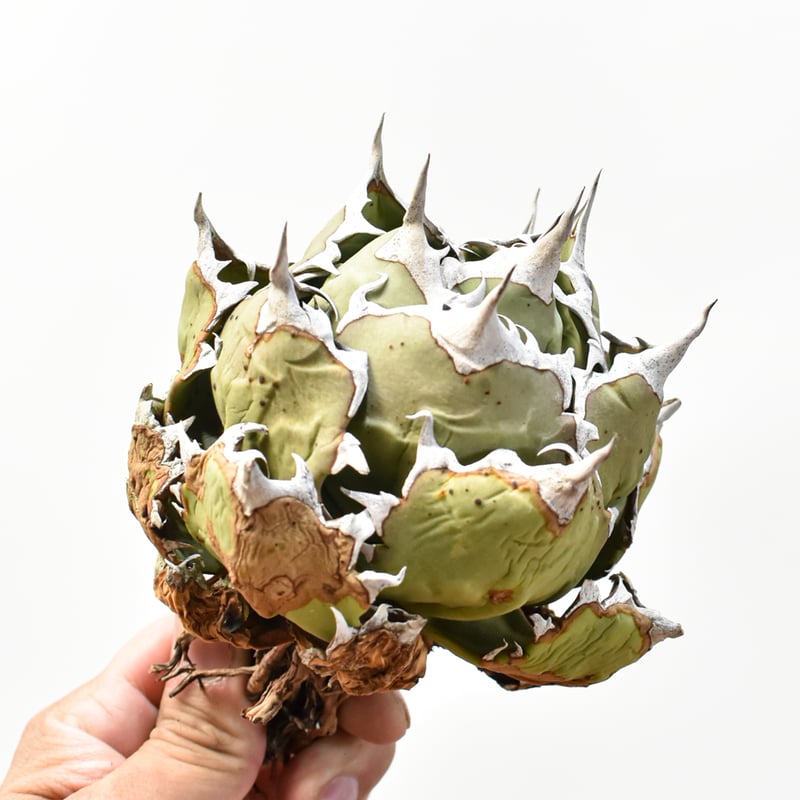 アガベ チタノタ ドワーフ / 