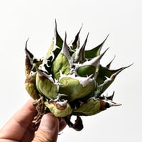 アガベ チタノタ "精品赤鬼" 【台湾 dragon agave産/抜き苗/中株】D34