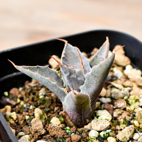 アガベ ハイブリット "邪霊" (特白肌怒雷神×血妖) 【台湾huplants2010産/子株販売】RF25012066