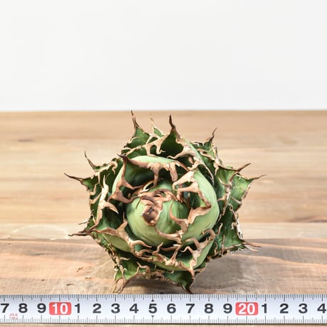 【5CLAW】アガベ チタノタ シーザー / 精品凱撒 【台湾 dragon agave産/中株/抜き苗】RFDG25010968