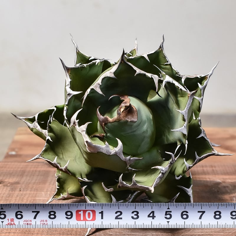 ゴ*リ様 【ボール型・特大スペシャル株】アガベ・チタノタ①/抜き苗