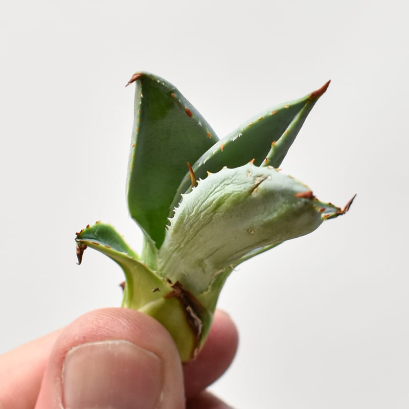 アガベ ハイブリット 