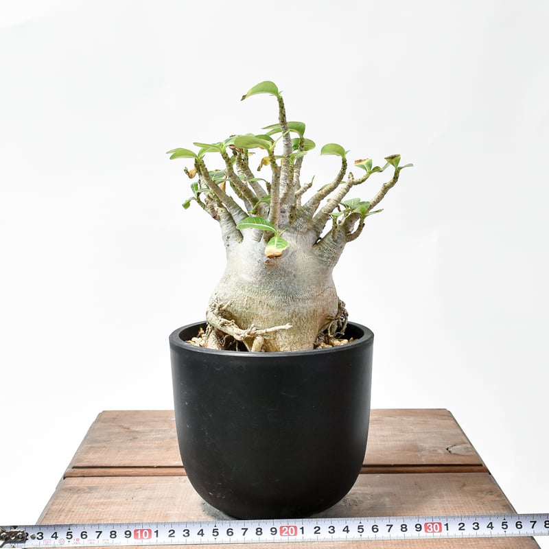 アデニウム アラビカム【発根済み】GM2400659(T) | RAFLUM / ラフラム