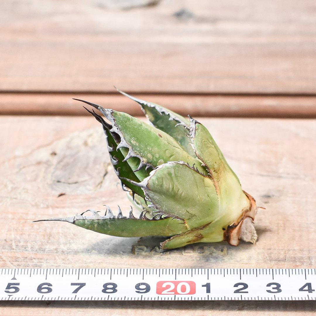 多肉植物　アガベ ホリダ　コレクション株　特選　強刺　台湾株　ドラゴンアガベ Amazon.co.jp: アガベ ホリダ 実生選抜 特選 コレクション株 強