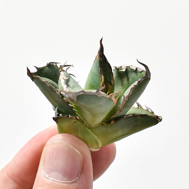 アガベ 羽毛 羽ノギ agave titanota feather Feather