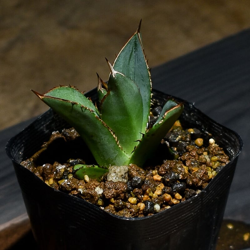 アガベ Ryu Agave titanota Genryu アガベ チタノタ 厳竜 黄覆輪 アメリカ