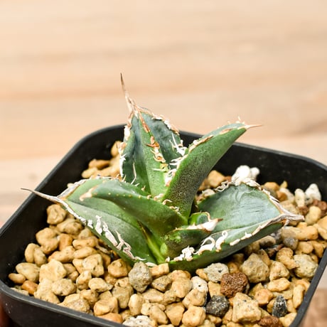 CATEGORY アガベ チタノタ タンク/担克 | RAFLUM / ラフラム｜東京