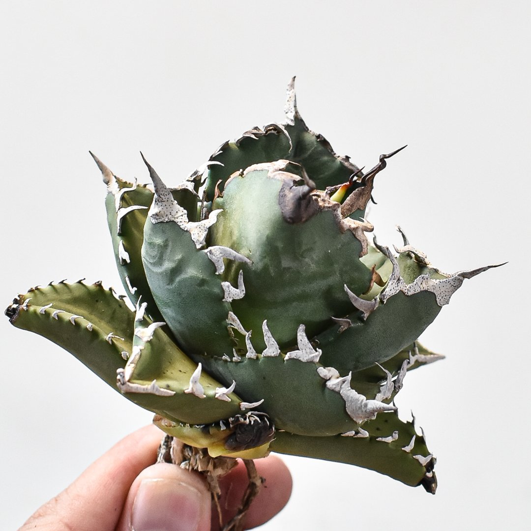 アガベ チタノタ ソーラーエクリプス 