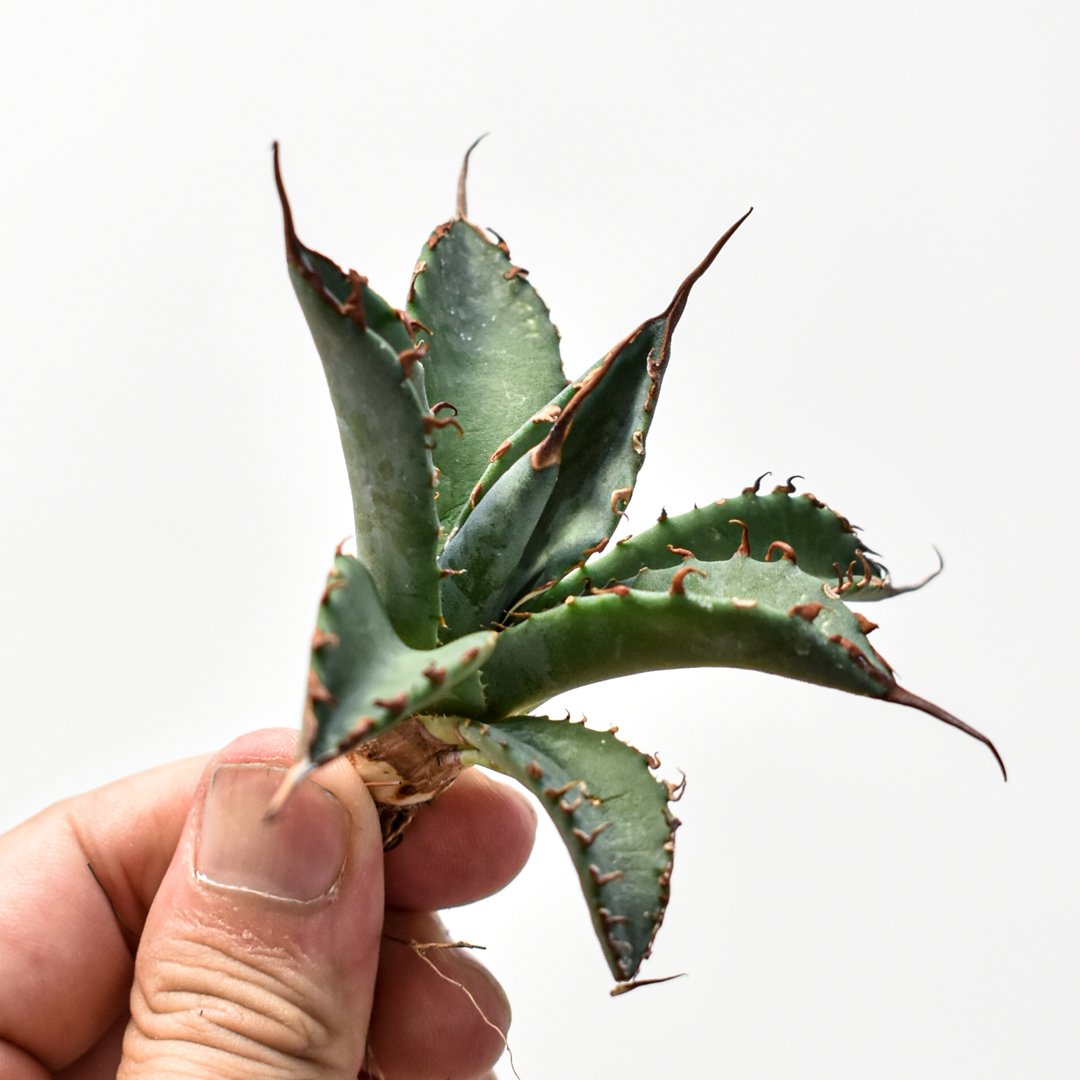 アガベ hybrid エボリスピナ×ブラックアンドブルー/妖炎xBB【台湾