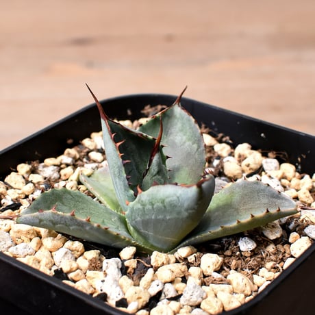 アガベ ハイブリット 曙光 ×（パラサナ、イシスメンシス）【台湾botanical_seeker産】D RF25011575