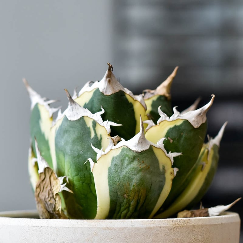 アガベ チタノタ スナグルトゥース【存在感抜群の大人気株！なかなか