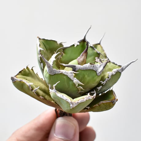 CATEGORY アガベ チタノタ 蠻牛 | RAFLUM / ラフラム｜東京