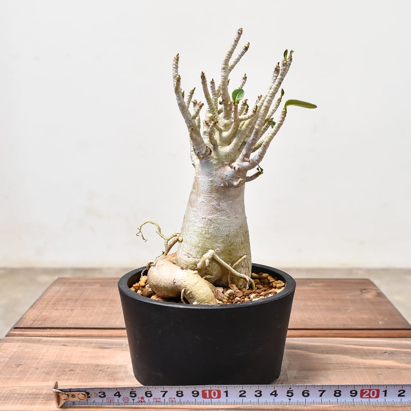 アデニウム アラビカム 【発根済み】GM2400431(T) | RAFLUM / ラフラム アデニウム アラビカム 【発根済み】GM2400431(T) | RAFLUM / ラフラム