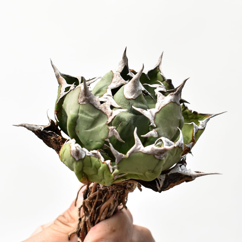 6997e9d57b8f03005c8f0395