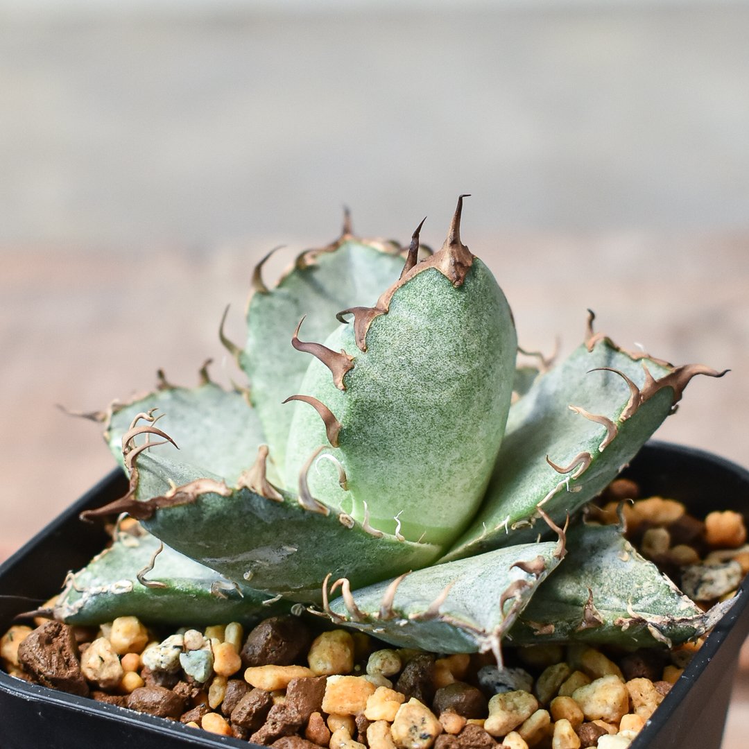 アガベ　チタノタ P9076】【台湾産！超希少チタノタ】 アガベ チタノタ 苦海 Agave