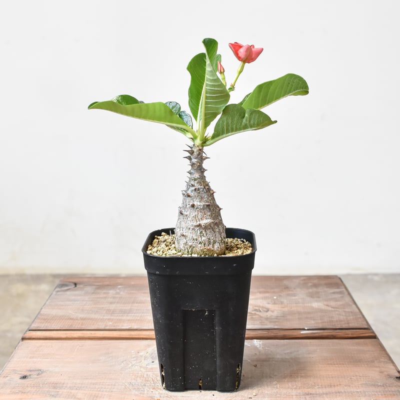 W.P Collection】パキポディウム ウィンゾリー 実生 | Willing plant