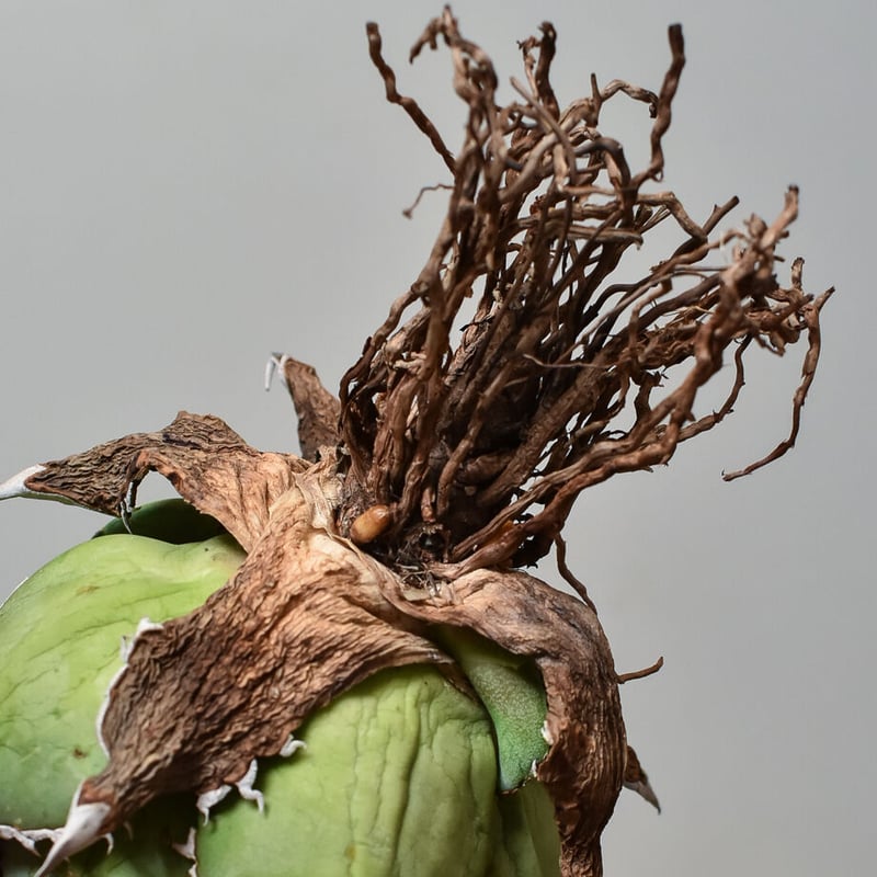 アガベ チタノタ スペード 