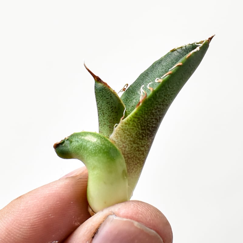 RAFLUMコレクション】アガベ チタノタ 