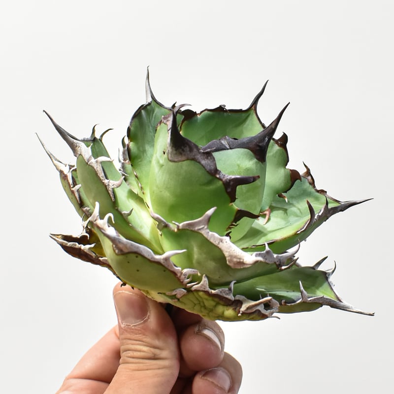 アガベ チタノタ 