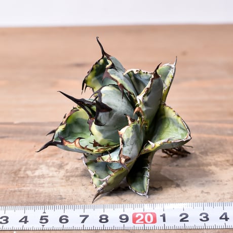 アガベ チタノタ "ブルーダイヤモンド" / "精品籃球覆輪"【台湾 dragon agave産/抜き苗/中株】E RF25011689