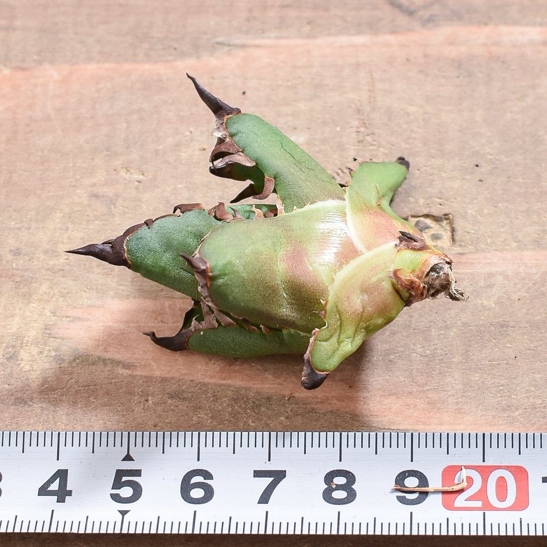 アガベ　チタノタ　精品紅猫　ベルリン　　レッドキャットウィーズル アガベ チタノタ 'レッド キャットウィーズル' Agave titanota