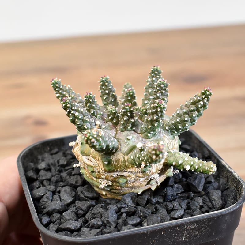 ユーフォルビア ガムケンシス【実生】RFHK25011180(T) | RAFLUM / ラフ