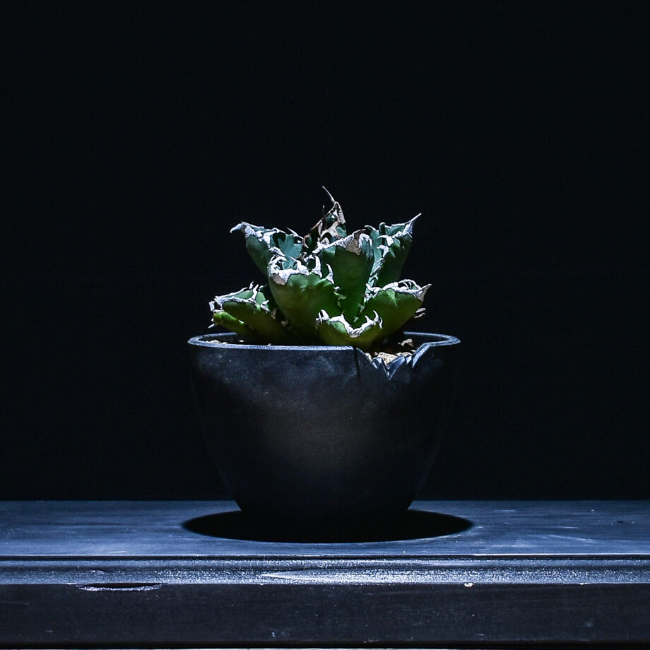 アガベ　チタノタ　強刺夕映　夕映厳竜　ソーラーエクリプス　抜き苗　コレクション株 CATEGORY チタノタ ソーラーエクリプス/狂刺夕映/夕映厳龍