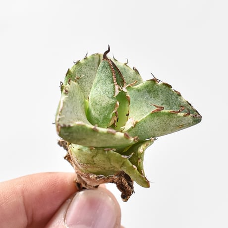 CATEGORY アガベ チタノタ 貔貅 | RAFLUM / ラフラム｜東京、大阪の