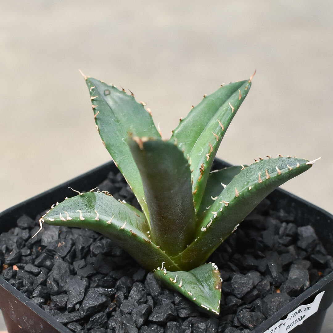 ホワイトファイヤー /