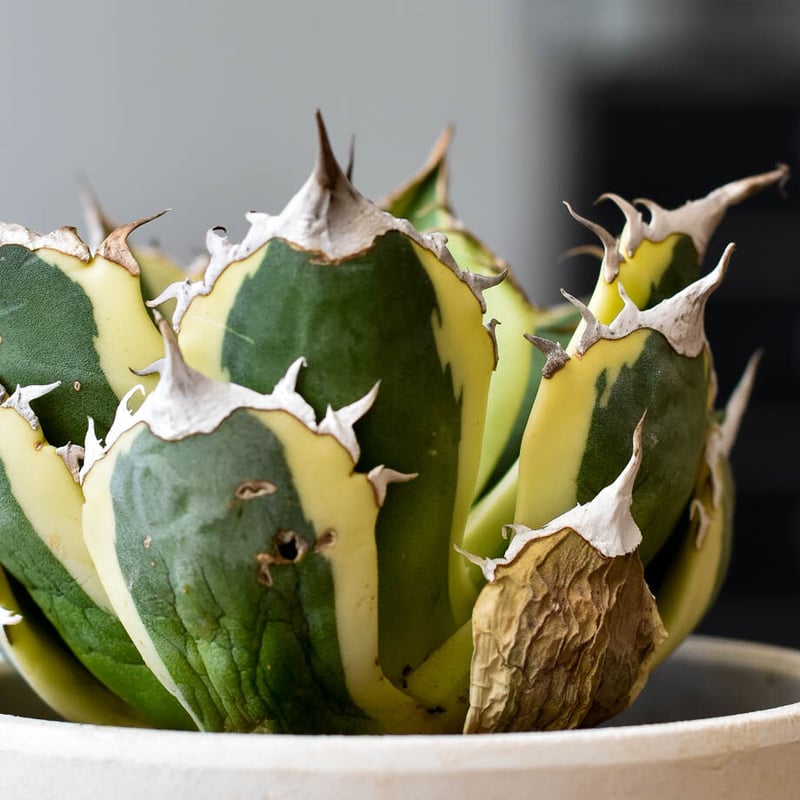 アガベ チタノタ スナグルトゥース【存在感抜群の大人気株！なかなか