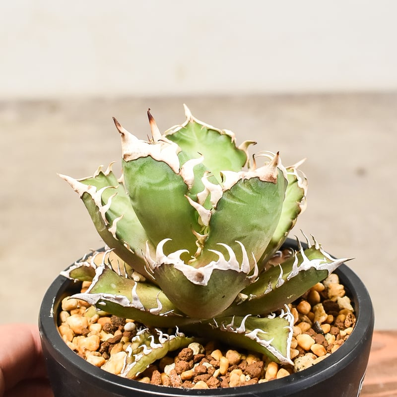 アガベ チタノタ レッドキャットウィーズル 【発根済み】HK232038(T