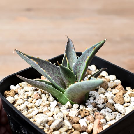 アガベ ハイブリット "邪霊" (特白肌怒雷神×血妖) 【台湾botanical_seeker産】RF25012015