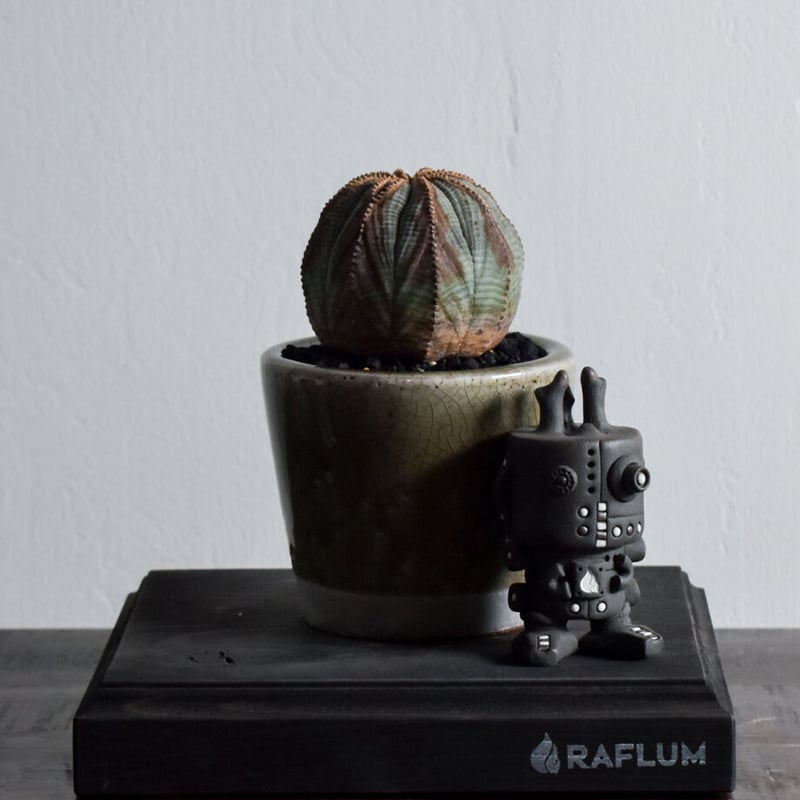 ユーフォルビア オベサ /オールド オベサ【根強い人気！！木質化の