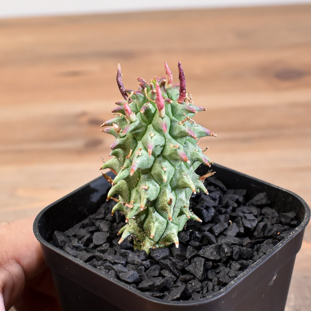 ユーフォルビア スコエンランディ 