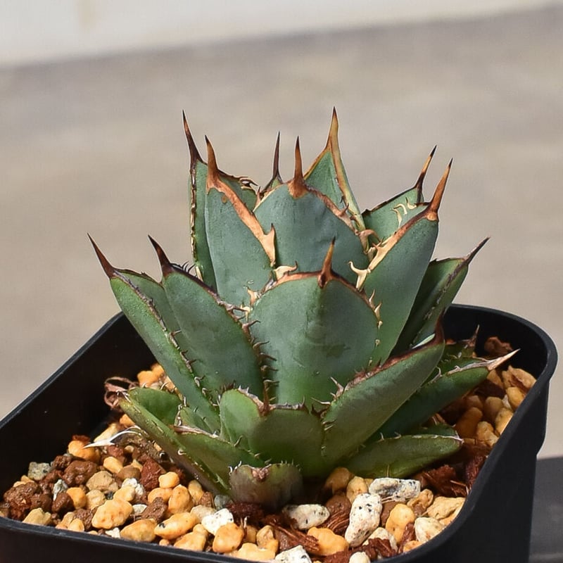 発根済み子株 アガベ チタノタ スナグルトゥース agave titanota