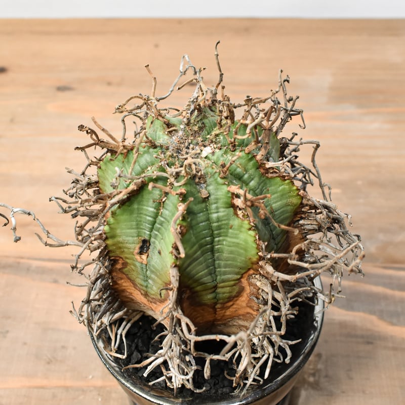 ユーフォルビア オールドスーパーバリダ 