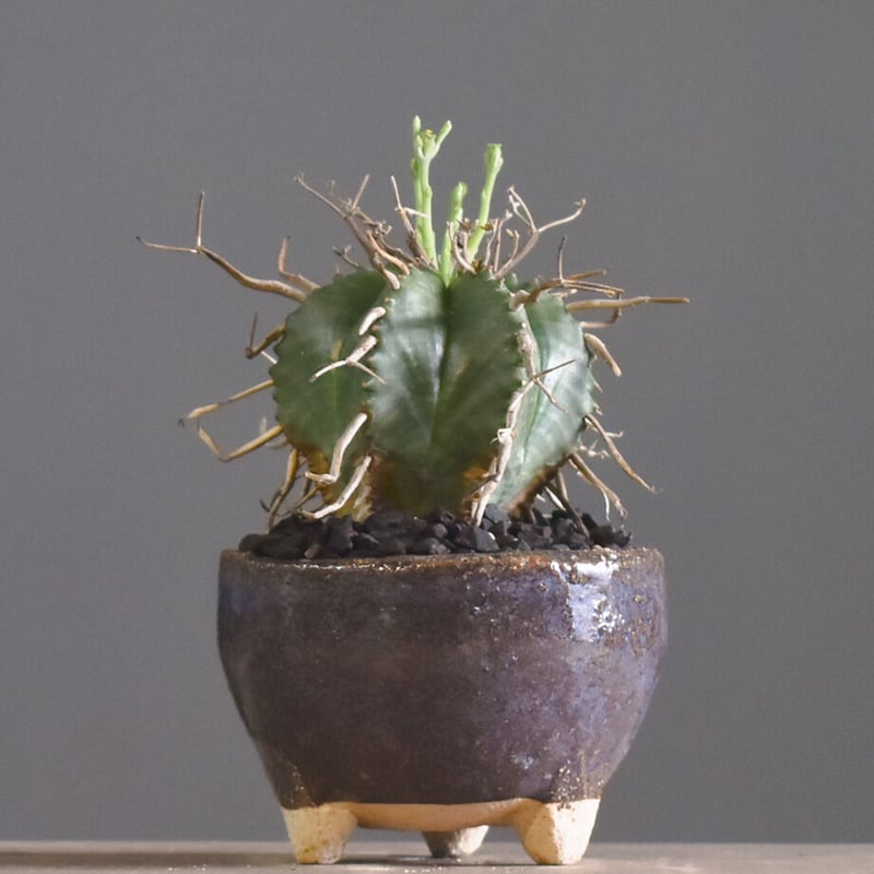 h*9様 ユーフォルビアバリダ　ビンテージ盆栽 h*9様 ユーフォルビアバリダ ビンテージ盆栽 h*9様 ユーフォルビア