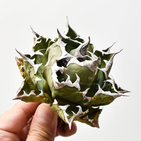 アガベチタノタ姫厳龍 | STORES